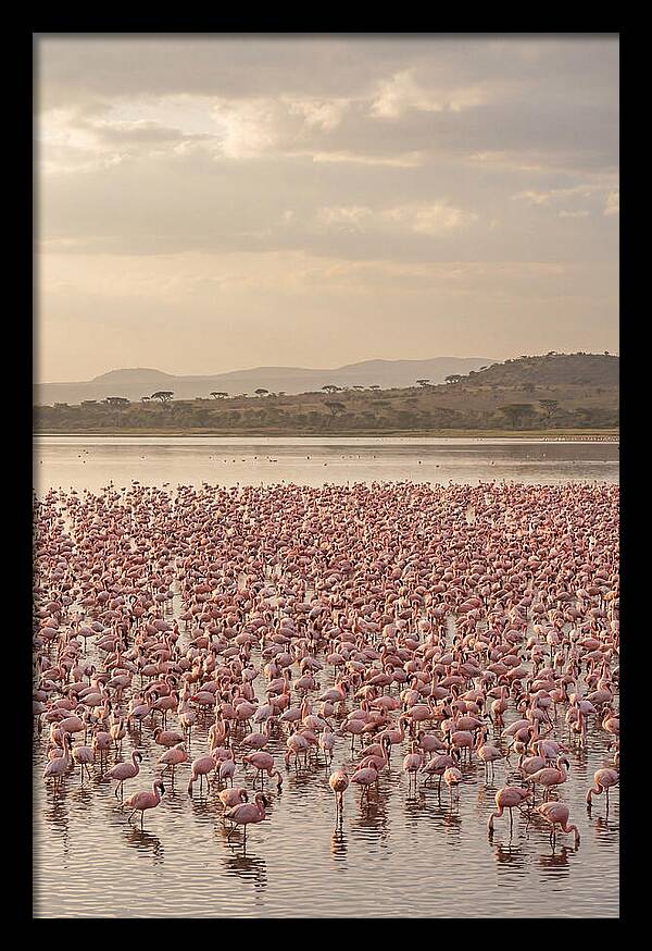 Flamingos In Harmony