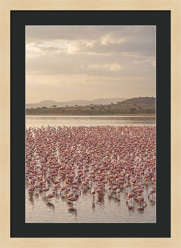 Flamingos In Harmony