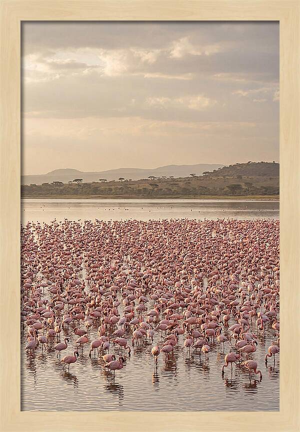 Flamingos In Harmony