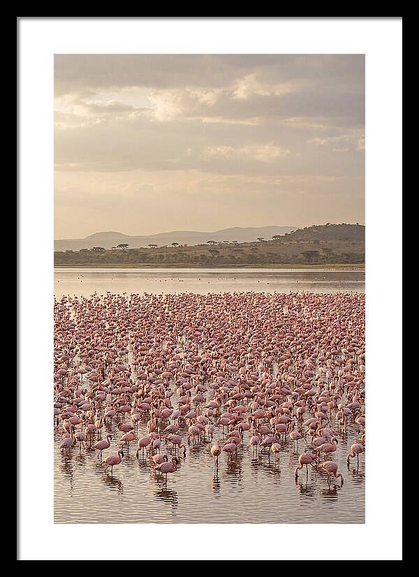 Flamingos In Harmony
