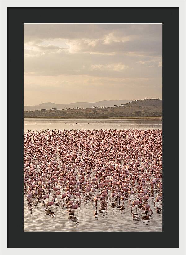 Flamingos In Harmony