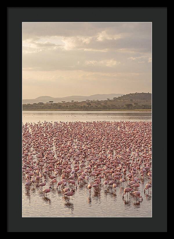 Flamingos In Harmony
