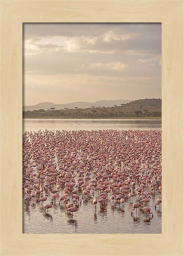 Flamingos In Harmony