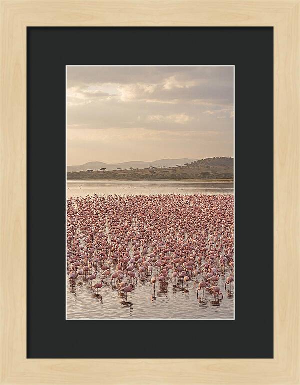 Flamingos In Harmony