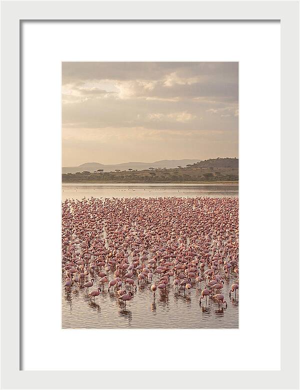 Flamingos In Harmony