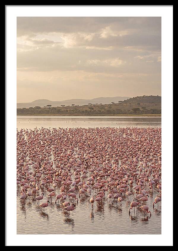 Flamingos In Harmony