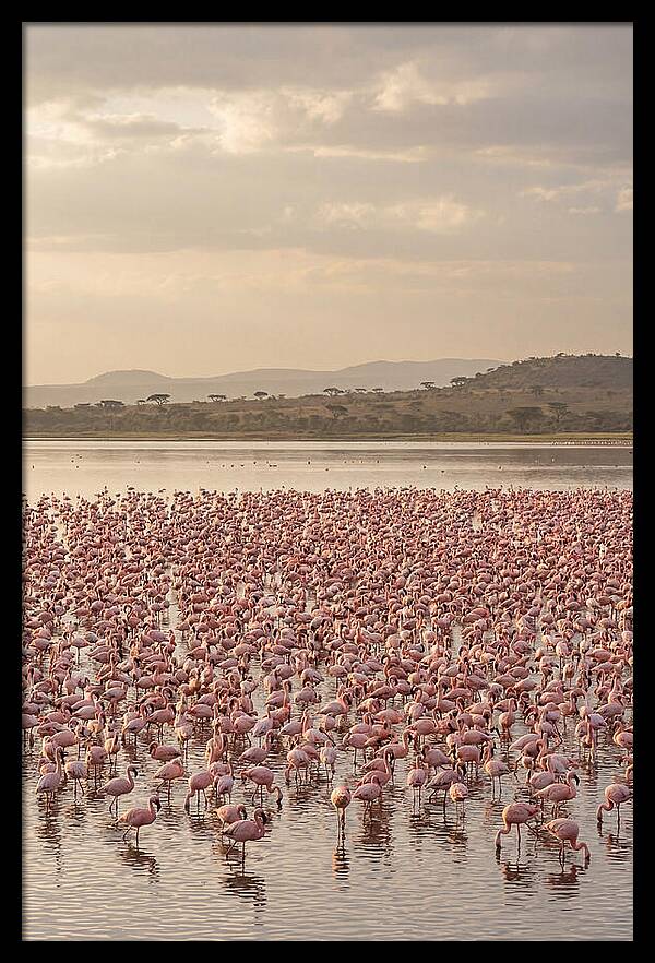 Flamingos In Harmony