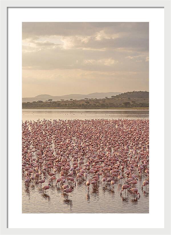 Flamingos In Harmony