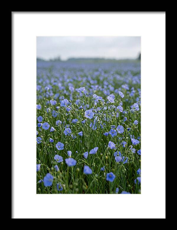 Flax Fields In Bloom