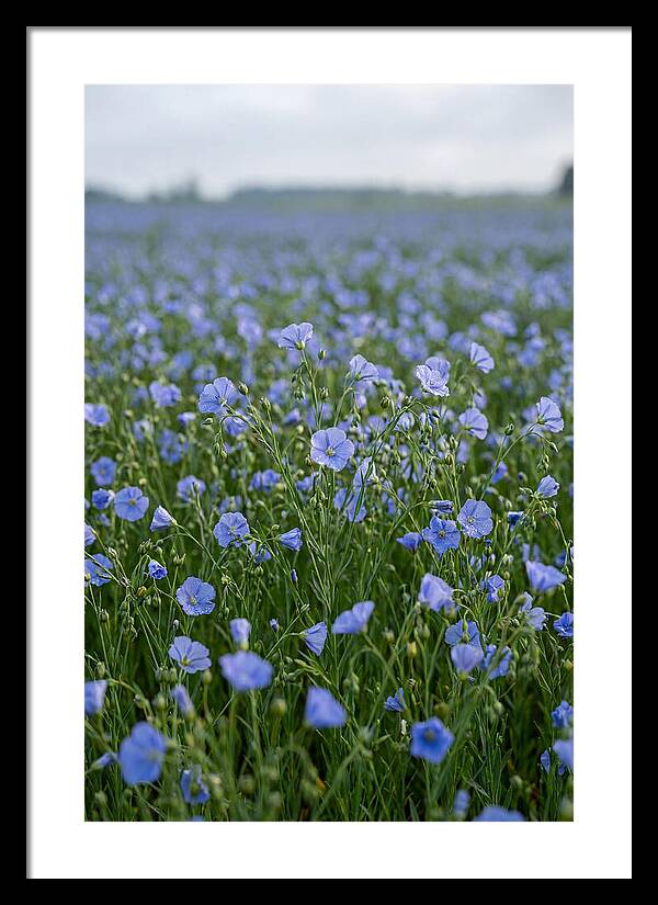 Flax Fields In Bloom