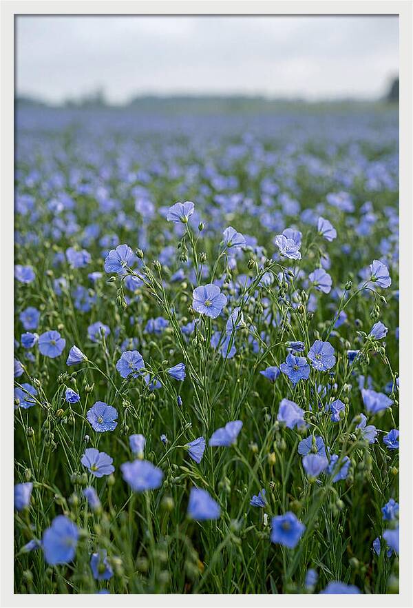 Flax Fields In Bloom