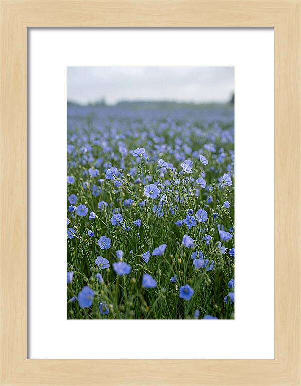 Flax Fields In Bloom