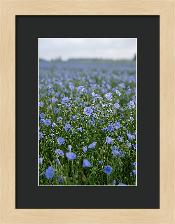 Flax Fields In Bloom