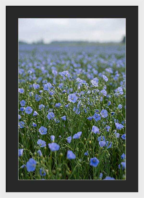 Flax Fields In Bloom