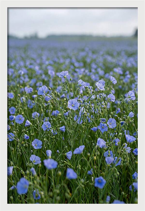 Flax Fields In Bloom