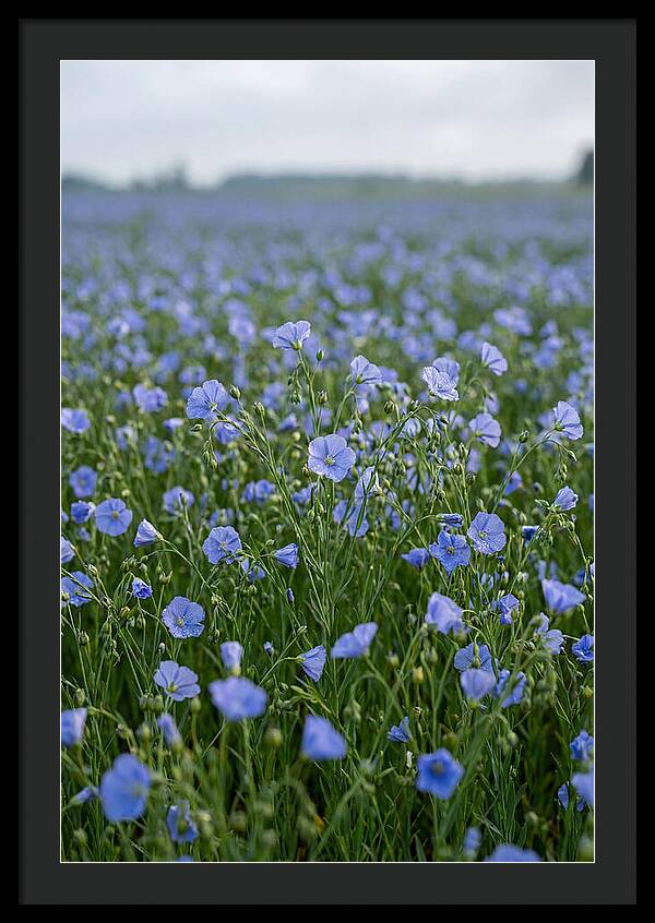 Flax Fields In Bloom