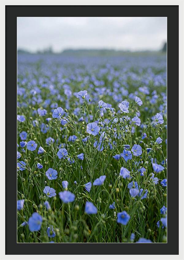 Flax Fields In Bloom