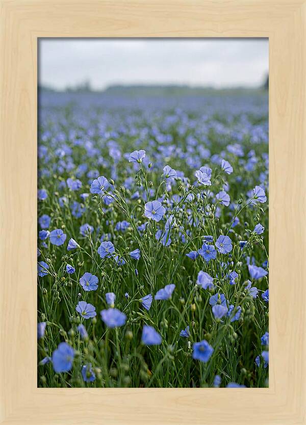 Flax Fields In Bloom