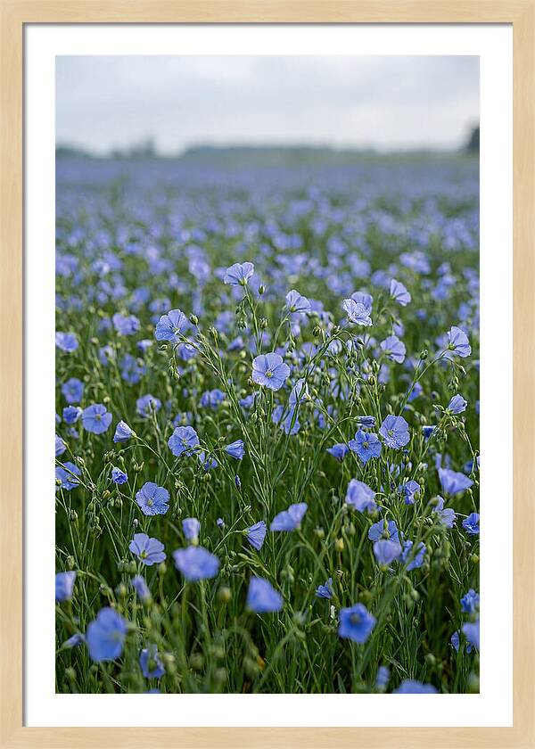 Flax Fields In Bloom