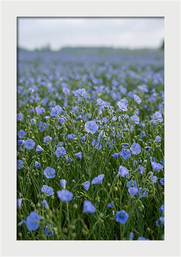Flax Fields In Bloom