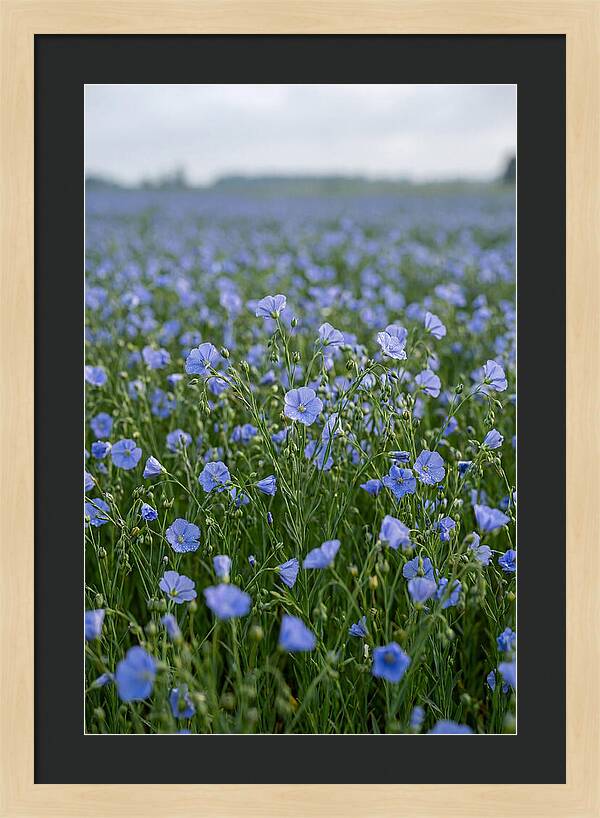 Flax Fields In Bloom
