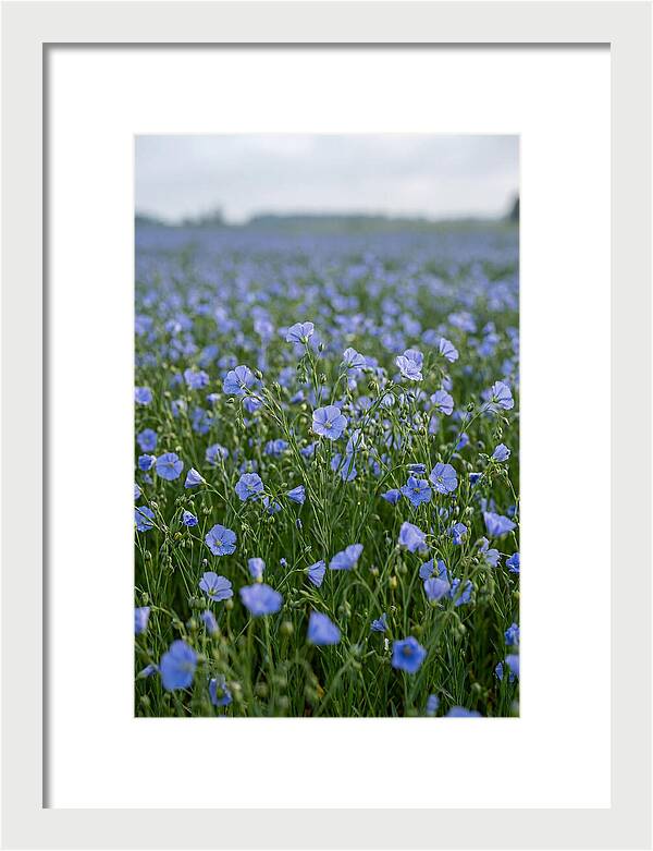 Flax Fields In Bloom
