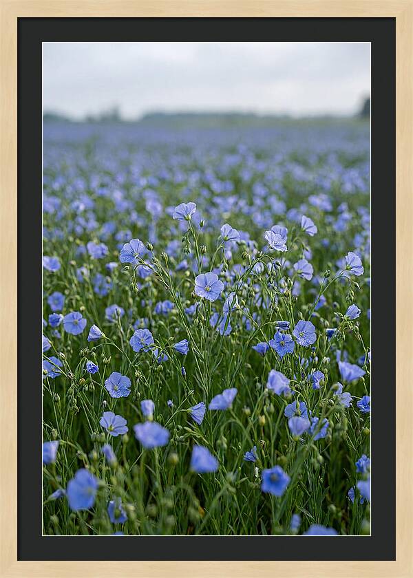 Flax Fields In Bloom