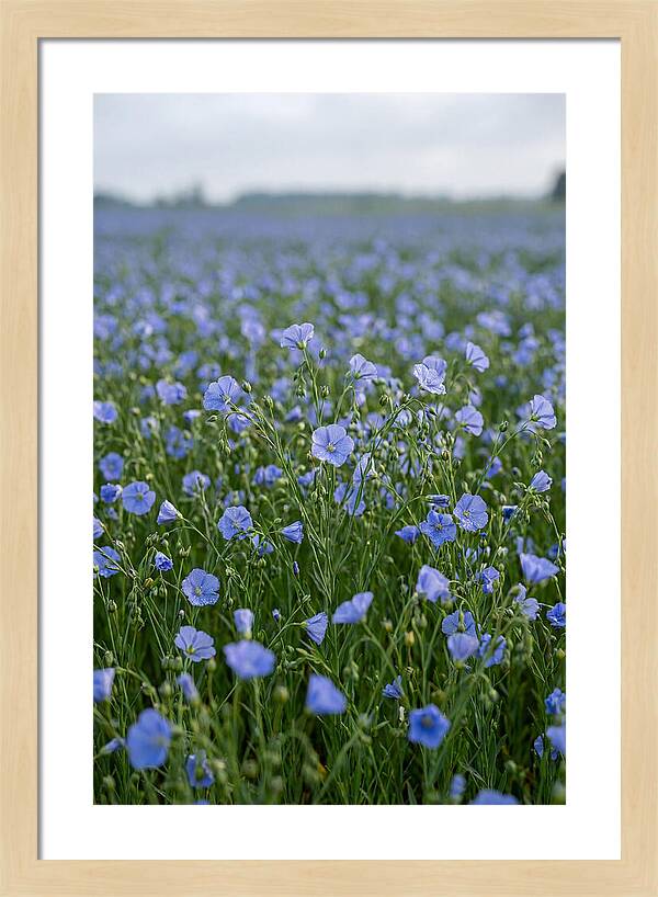 Flax Fields In Bloom