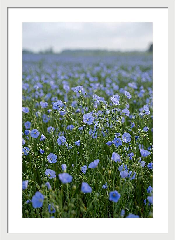 Flax Fields In Bloom