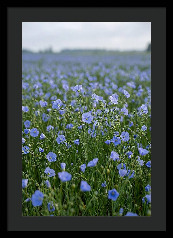Flax Fields In Bloom