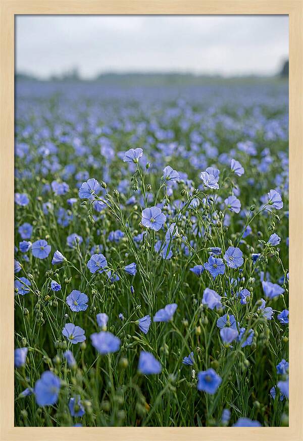 Flax Fields In Bloom