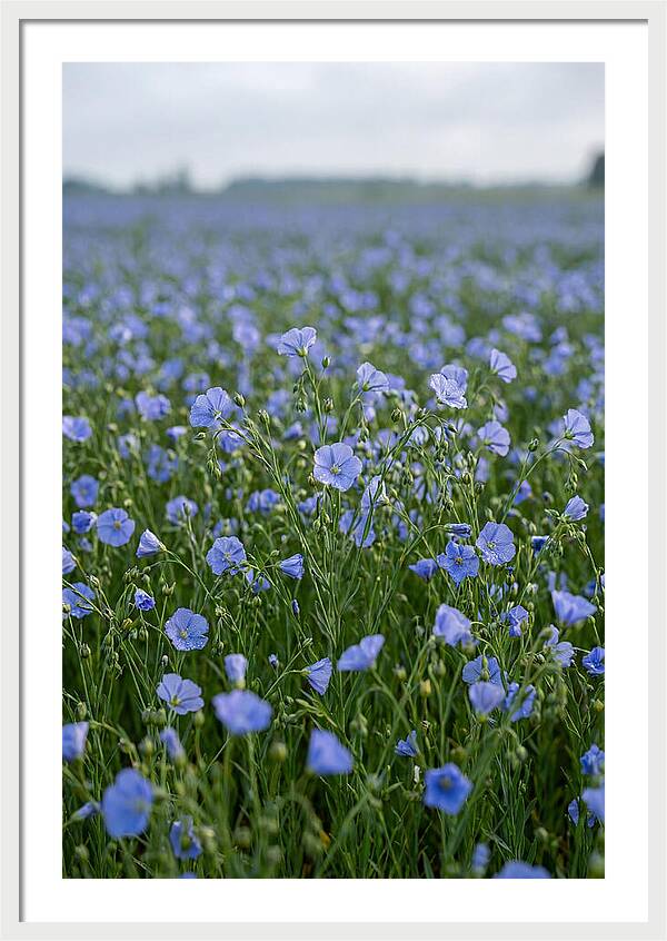 Flax Fields In Bloom
