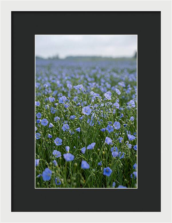 Flax Fields In Bloom