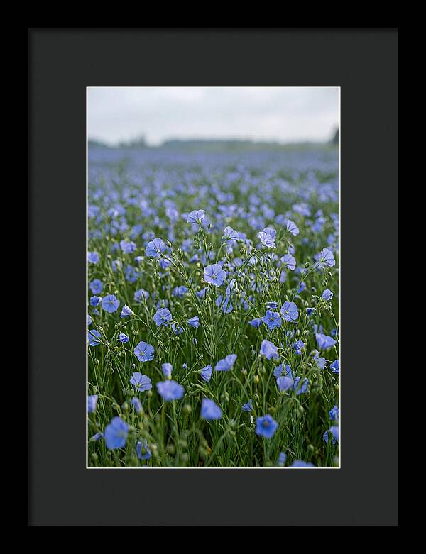 Flax Fields In Bloom