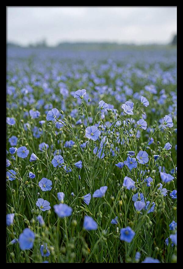Flax Fields In Bloom