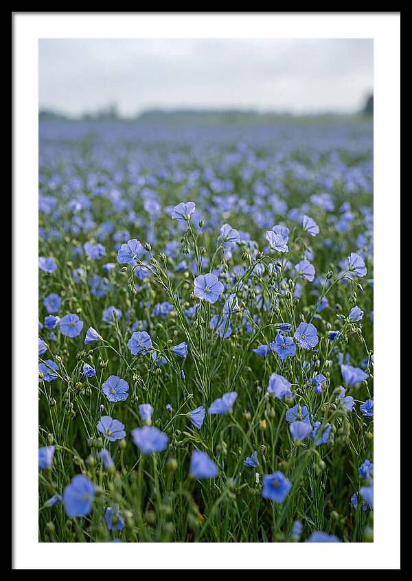 Flax Fields In Bloom