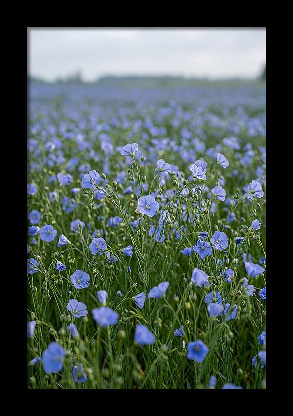 Flax Fields In Bloom