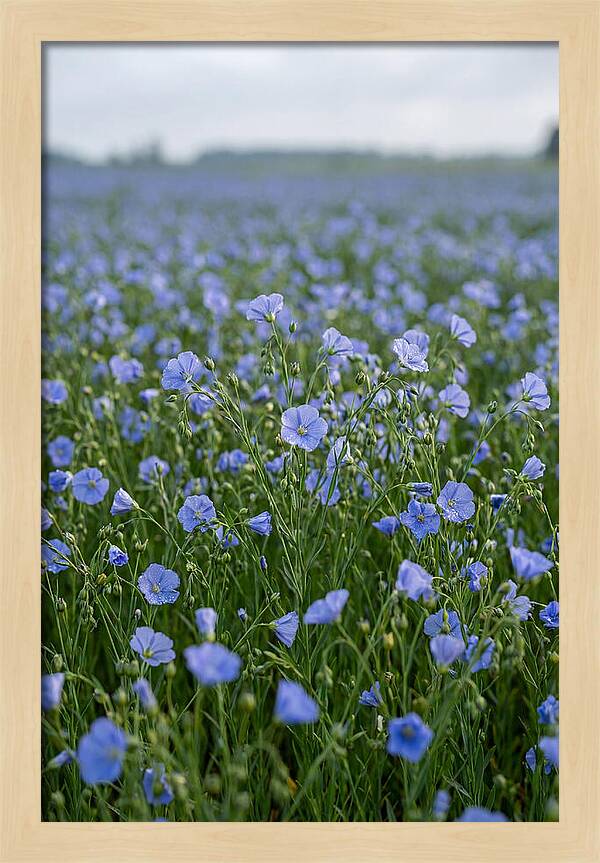 Flax Fields In Bloom