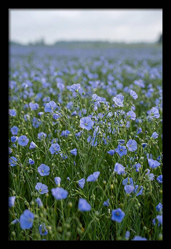 Flax Fields In Bloom