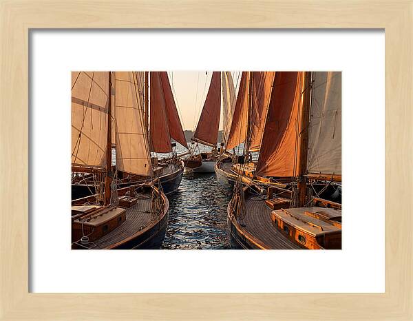 Fleet Of Sailboats Gliding Gracefully