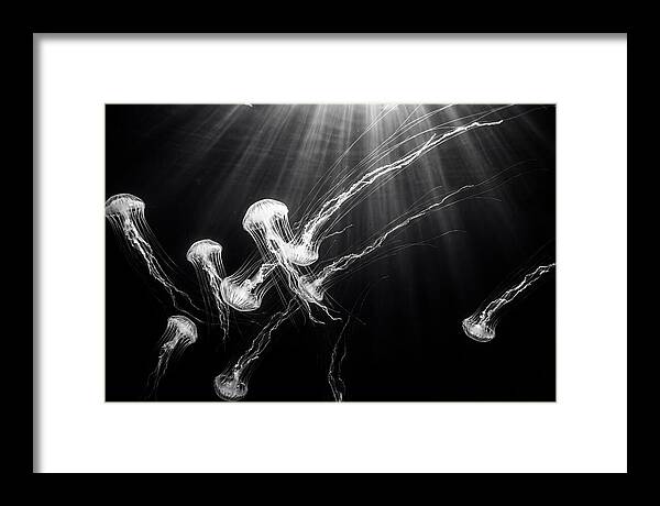 Floating Jellyfish In Deep Blue