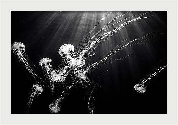 Floating Jellyfish In Deep Blue