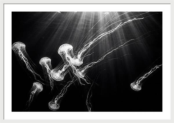 Floating Jellyfish In Deep Blue