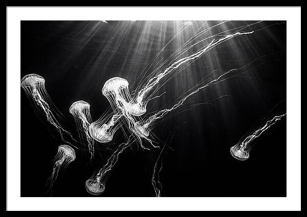Floating Jellyfish In Deep Blue