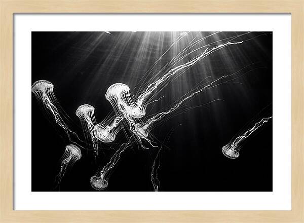 Floating Jellyfish In Deep Blue