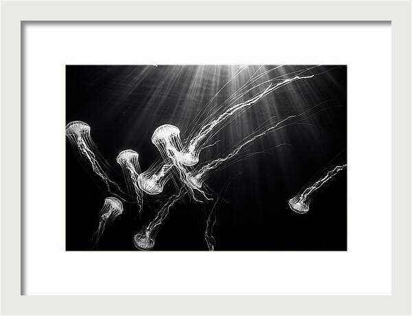 Floating Jellyfish In Deep Blue
