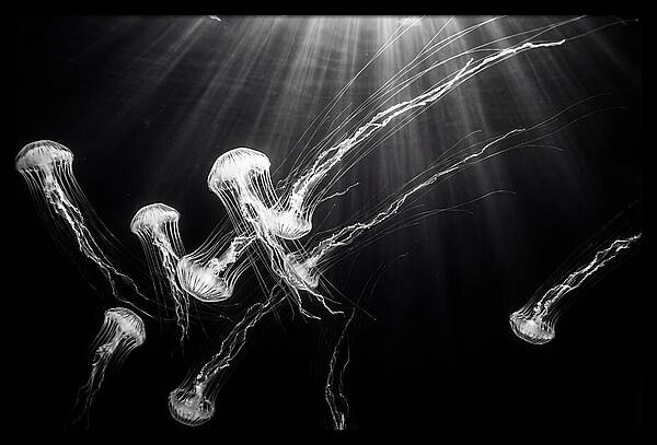 Floating Jellyfish In Deep Blue