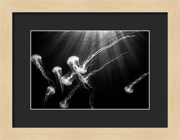 Floating Jellyfish In Deep Blue