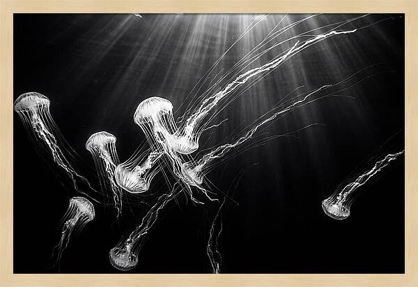 Floating Jellyfish In Deep Blue