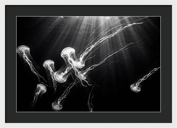 Floating Jellyfish In Deep Blue
